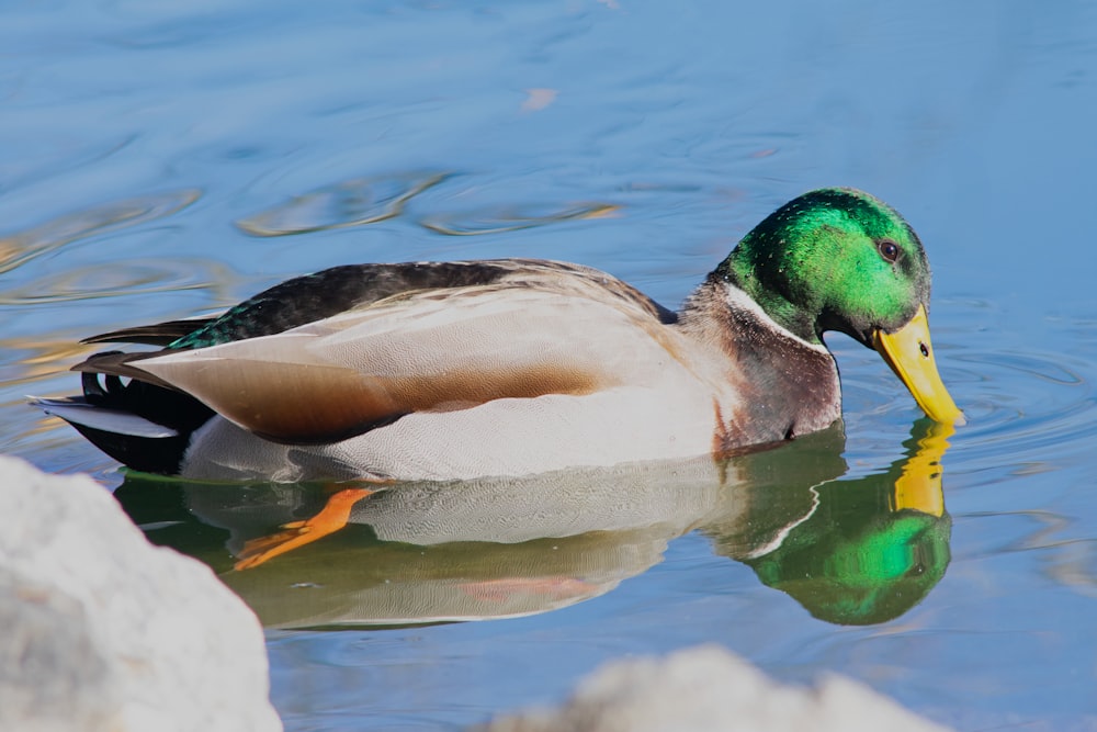 a duck with a yellow beak is swimming in the water