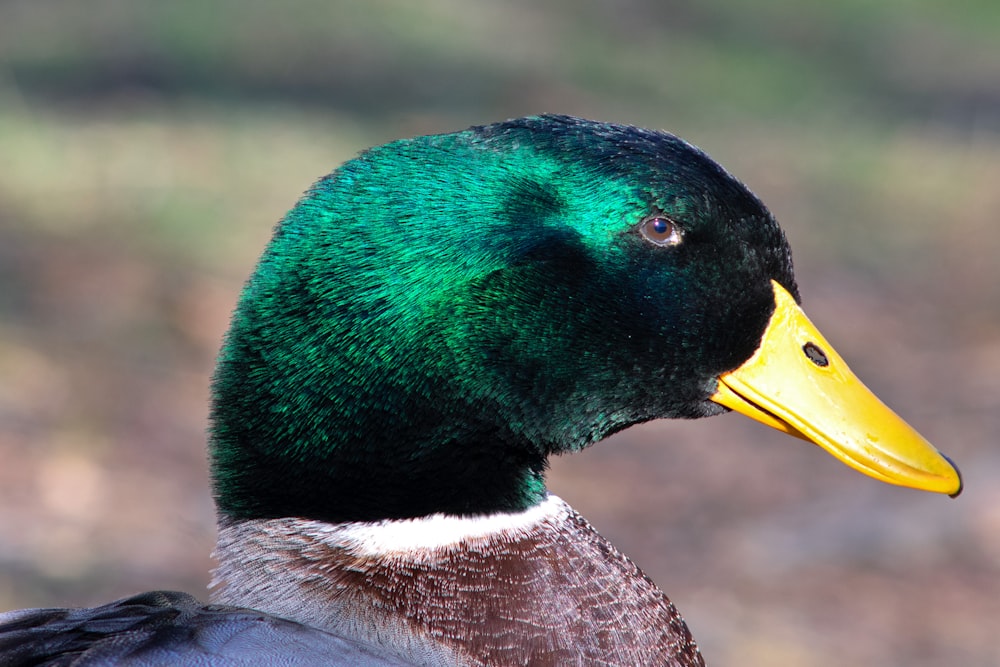 a close up of a duck with a blurry background