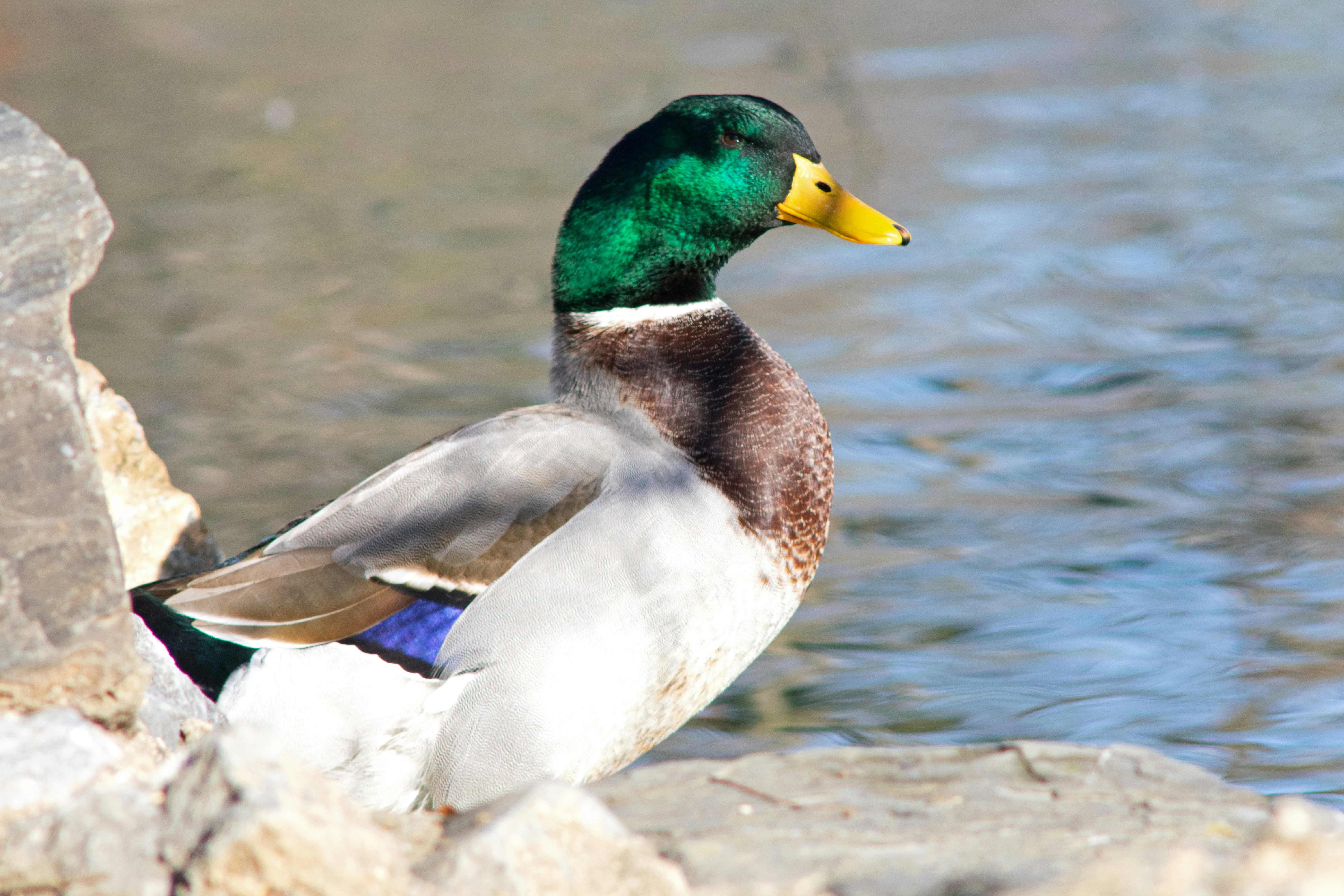 Do Male Ducks Quack? (Here Is the Secret Truth!) 2023 »