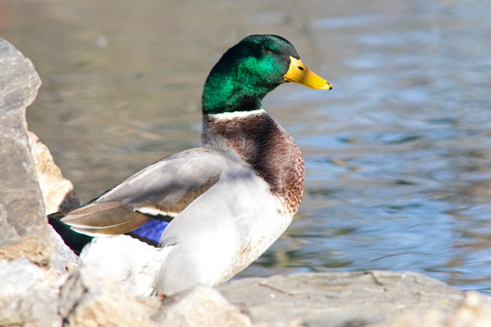 a duck standing on a rock next to a body of water