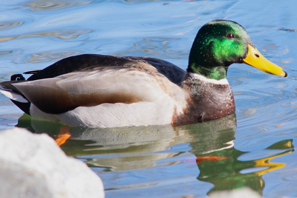 a duck is swimming in the water near a rock