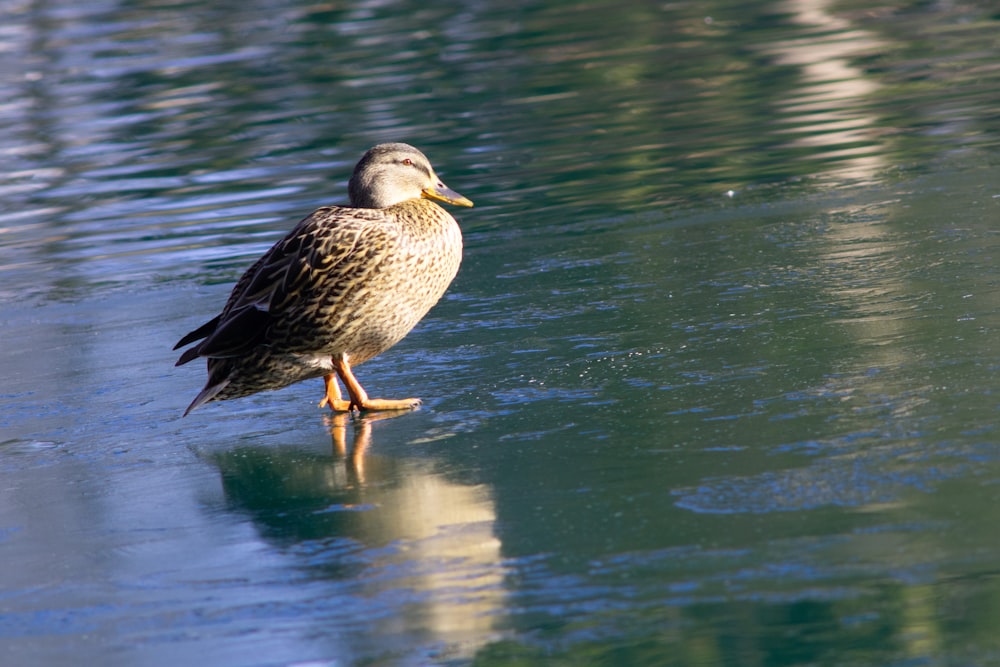 a duck standing on the edge of a body of water