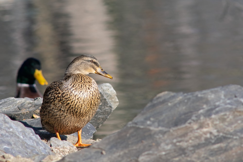 a duck standing on a rock next to a body of water