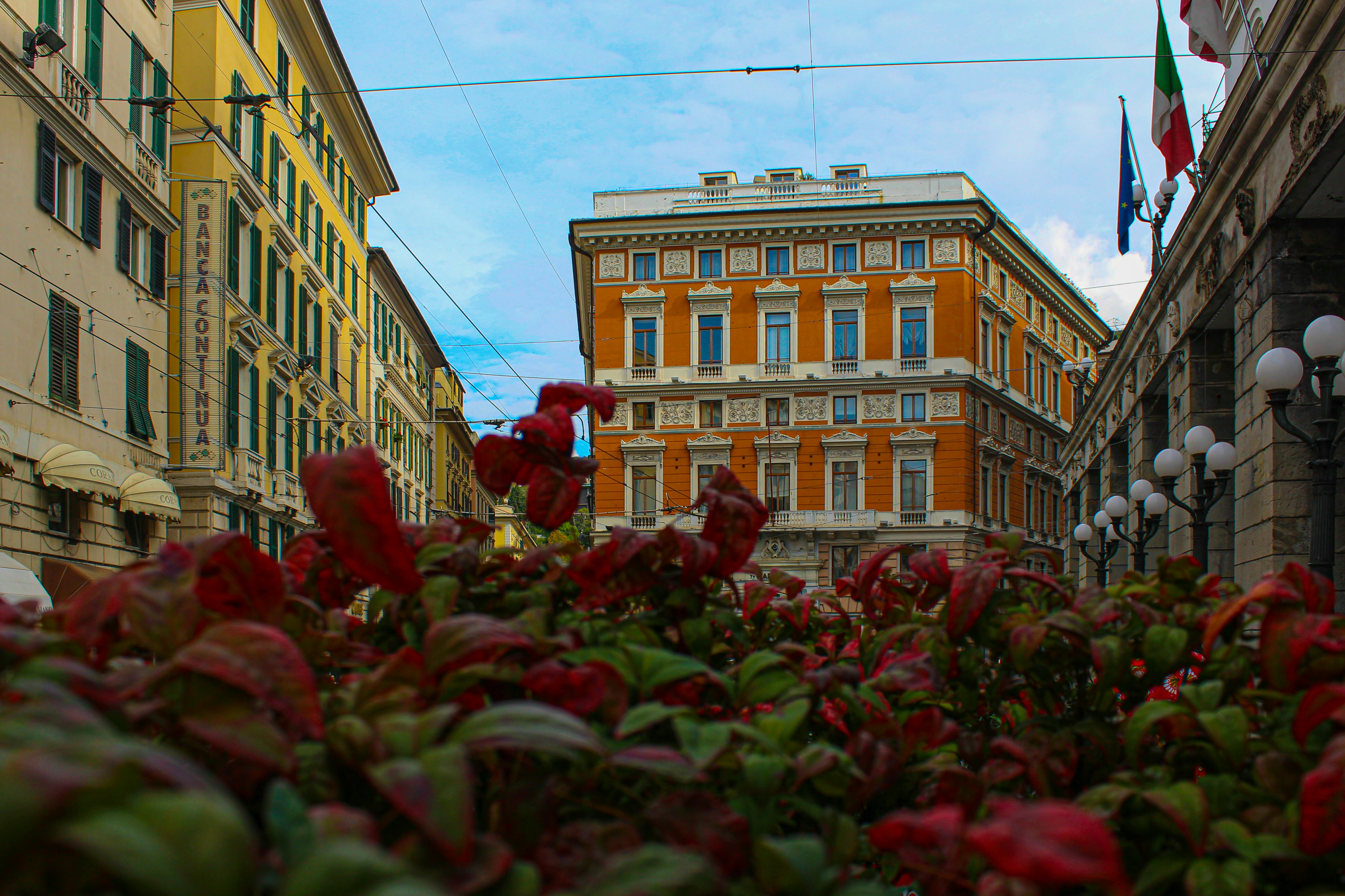 Une rue de la ville remplie de fleurs rouges