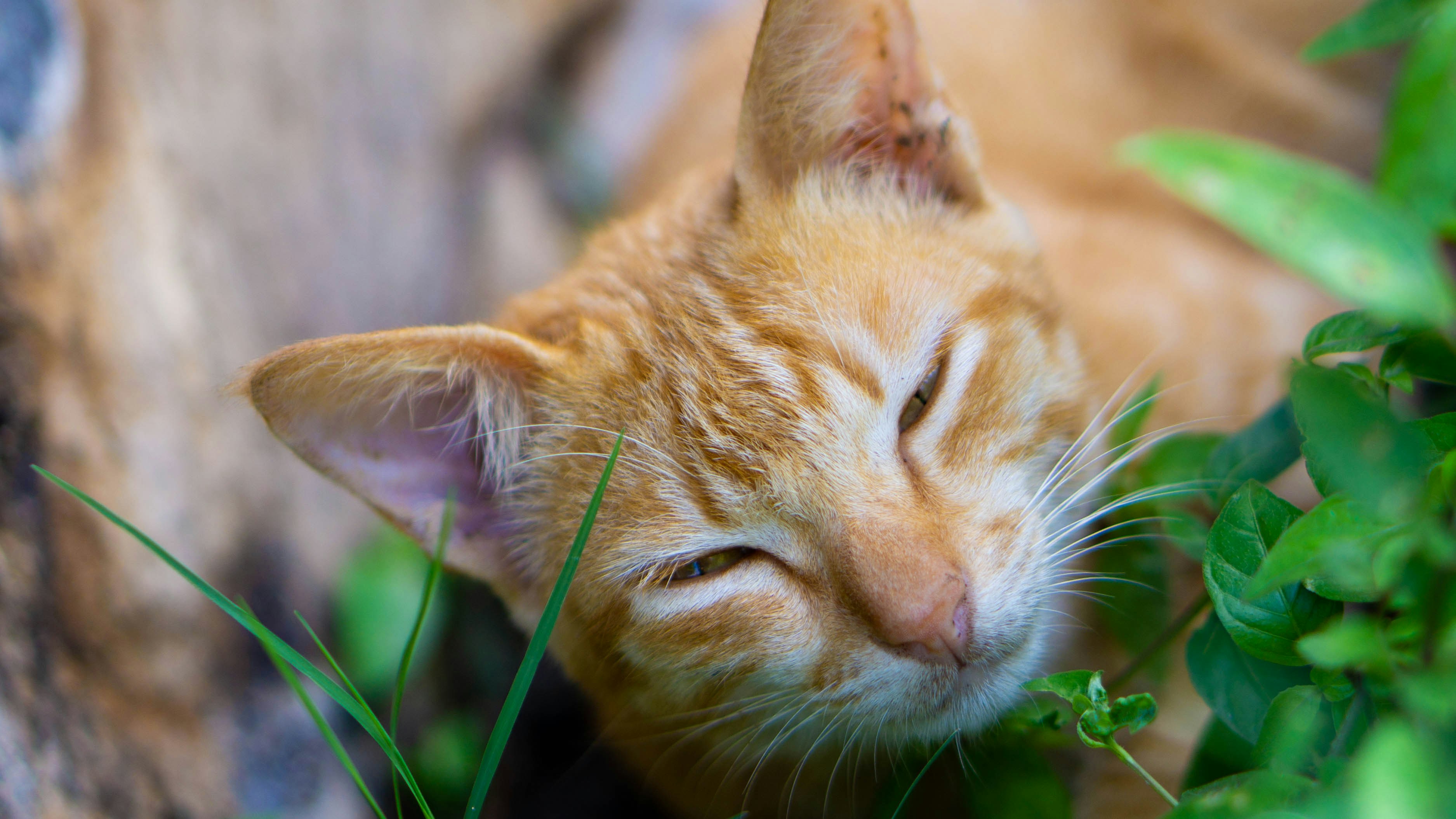 An orange cat smiles up at the camera
