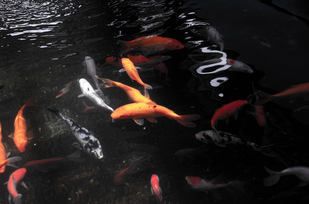 Un gruppo di pesci che nuotano in uno stagno