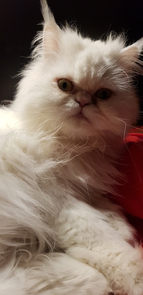 Pure White Persian Cats