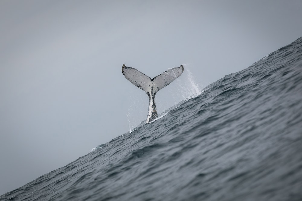 a whale tail flups out of the water