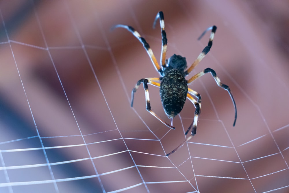 a close up of a spider on a web