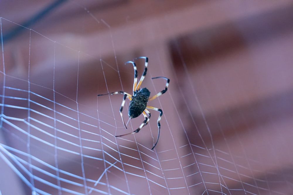 a spider sitting on a web in a spider web