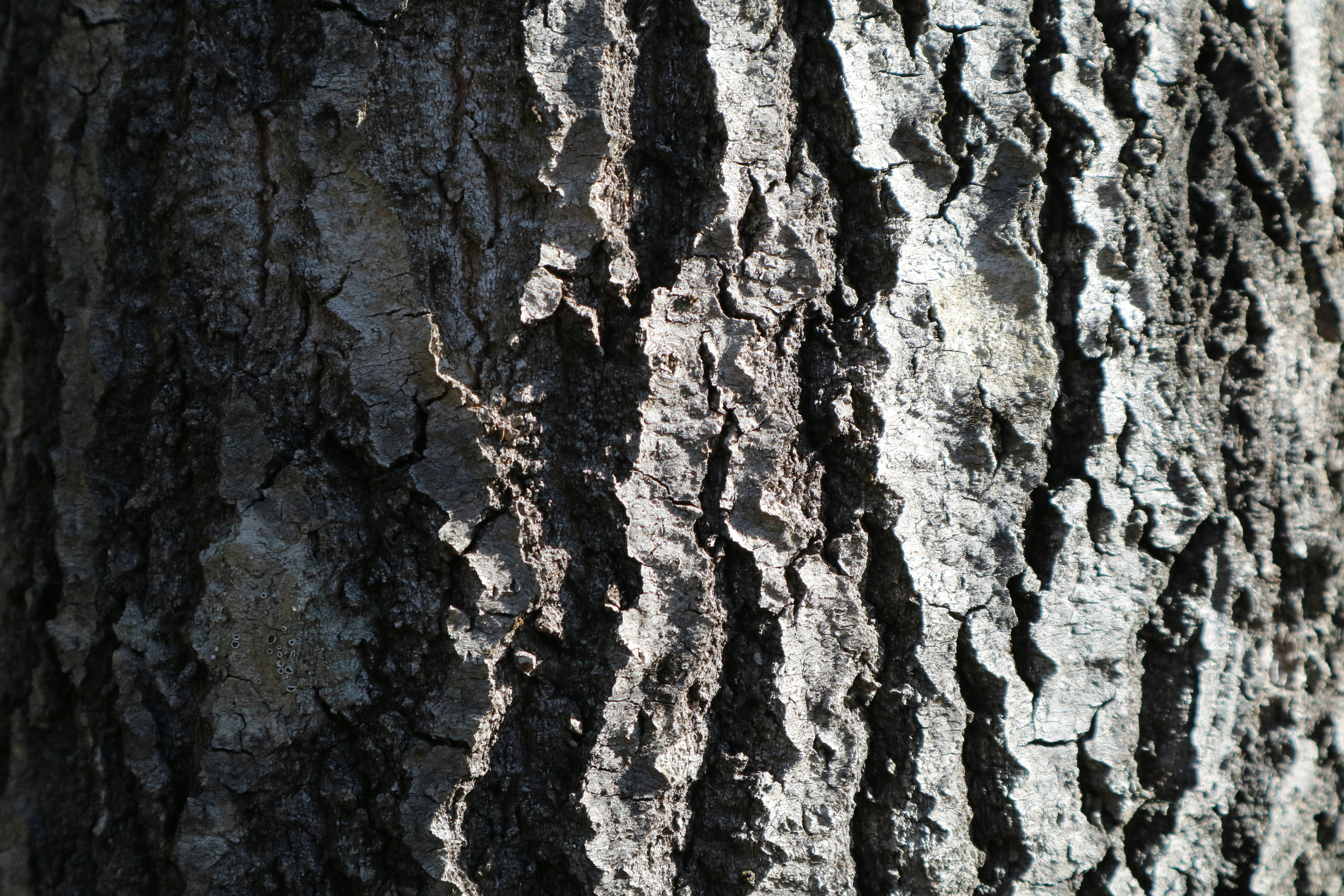 Photo by timomakelainen