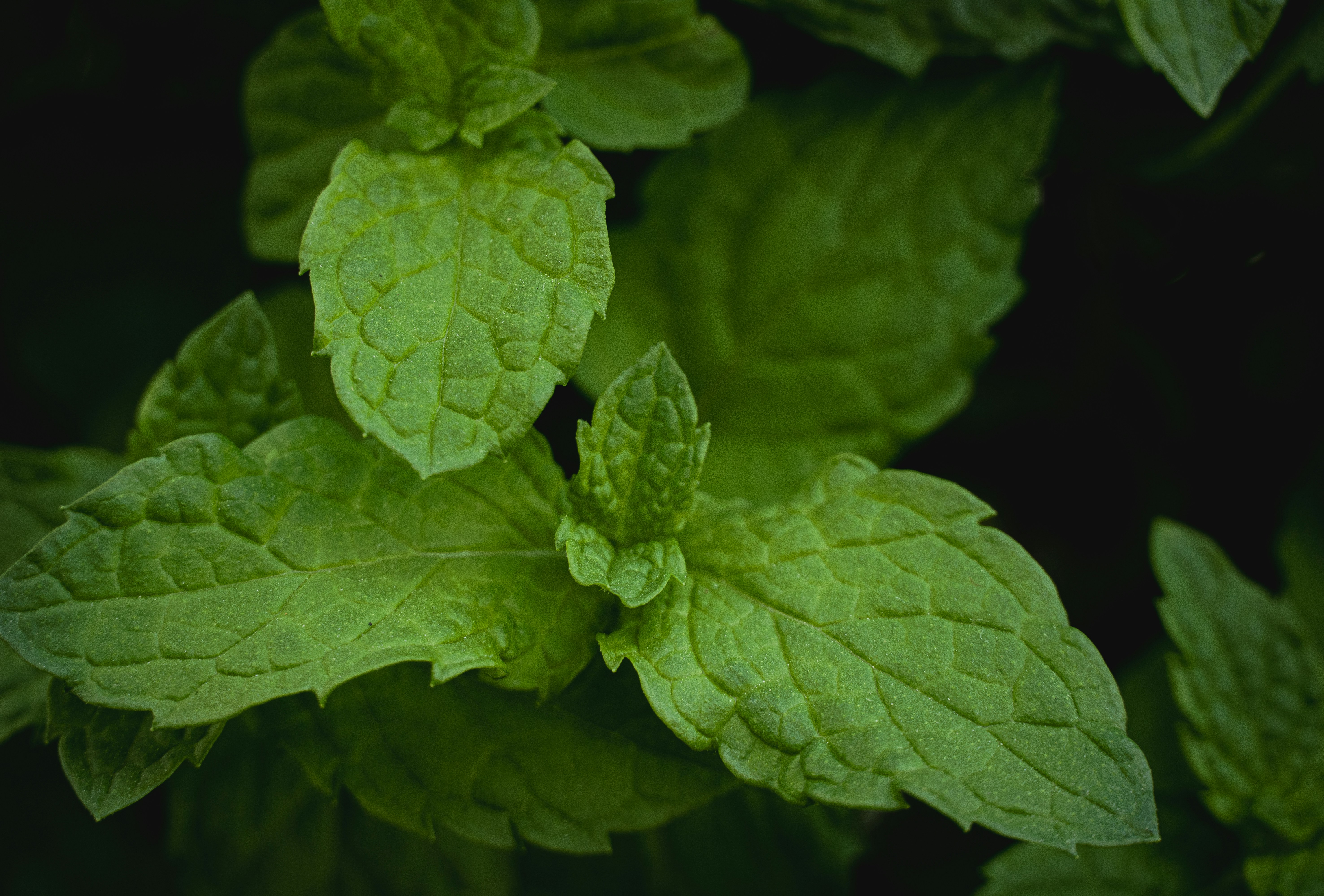 Photo by mahmood_daoud_art