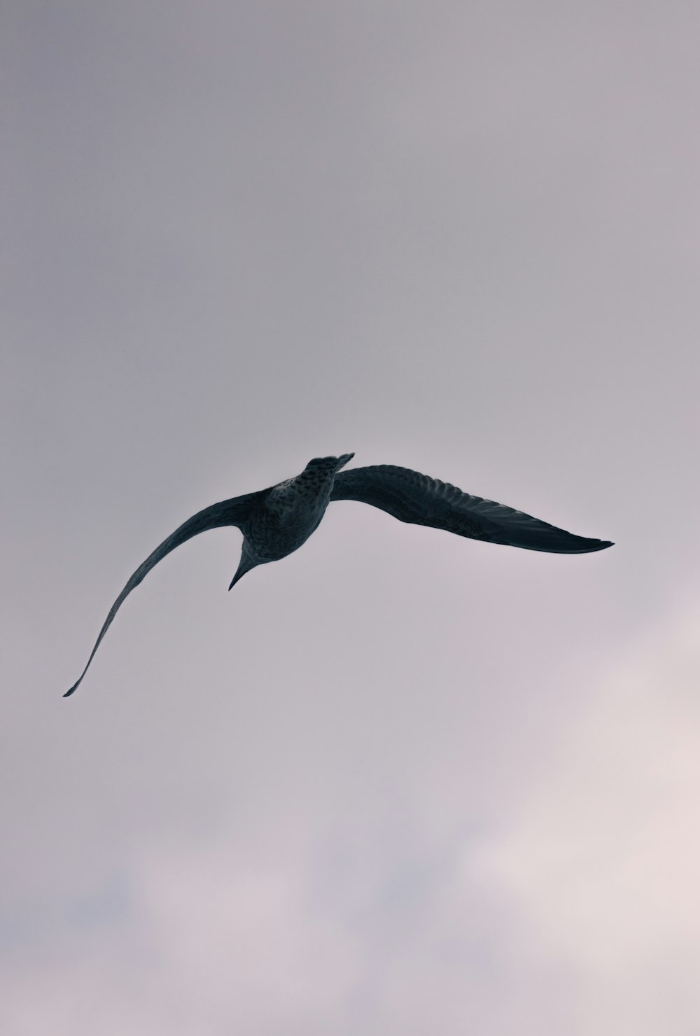 a bird flying through a cloudy sky with a long tail