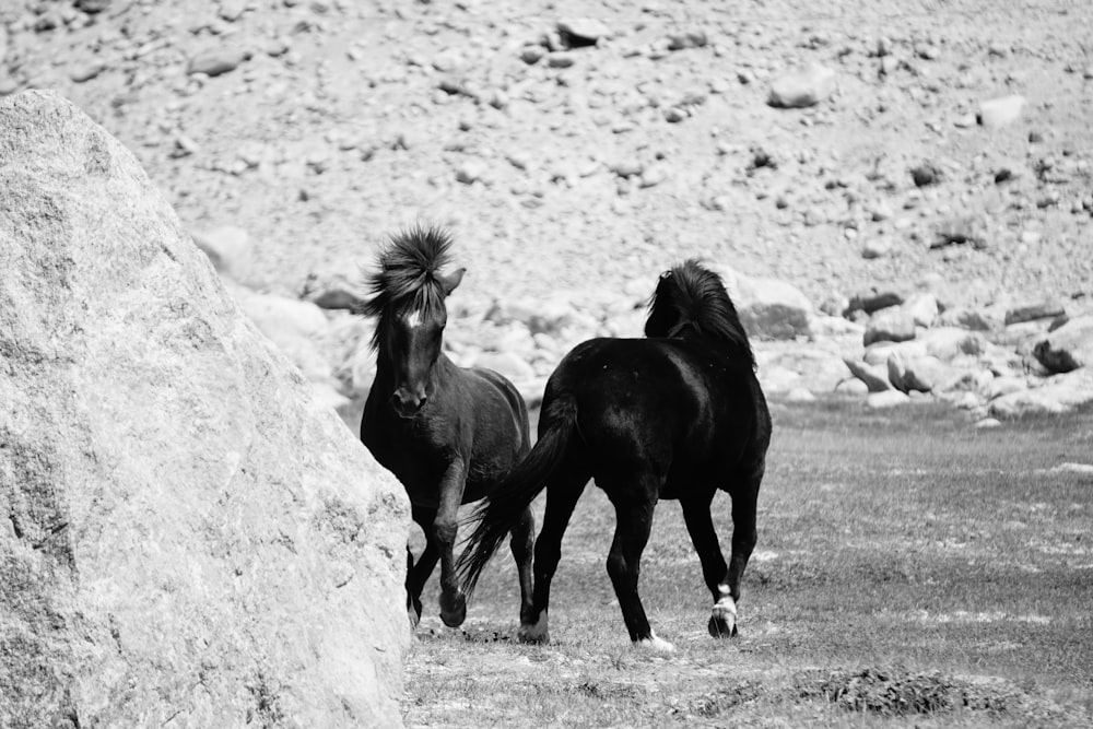 a couple of black horses standing next to each other