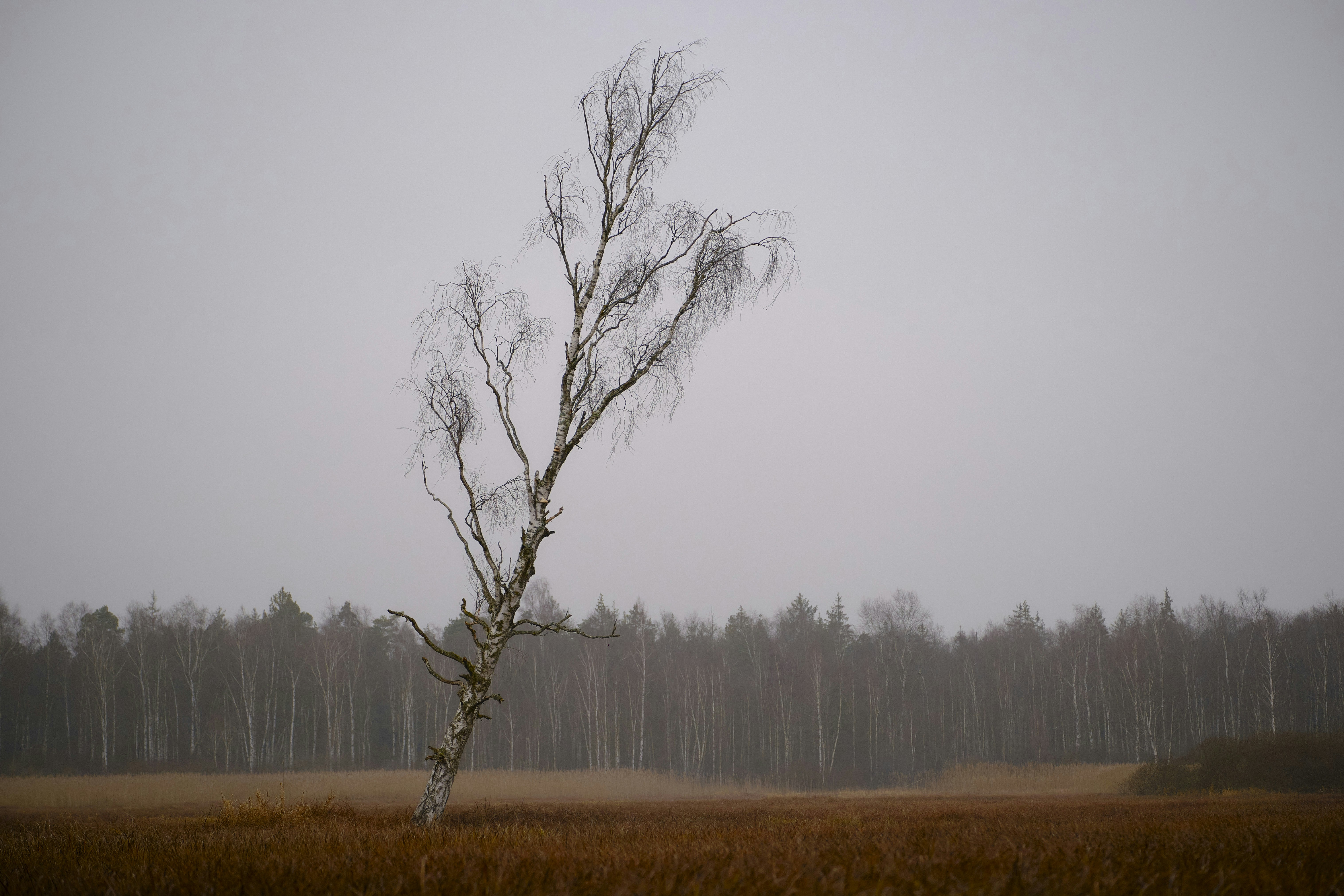 a lone tree in a field of tall grass