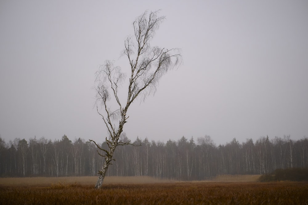 a lone tree in a field of tall grass