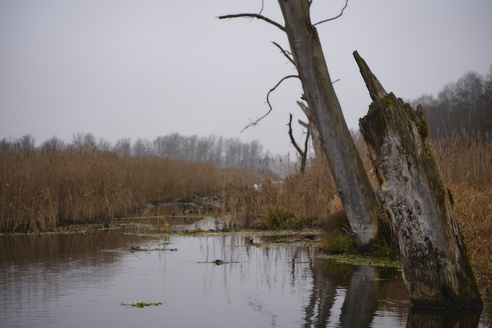 a swampy area with a dead tree in the foreground