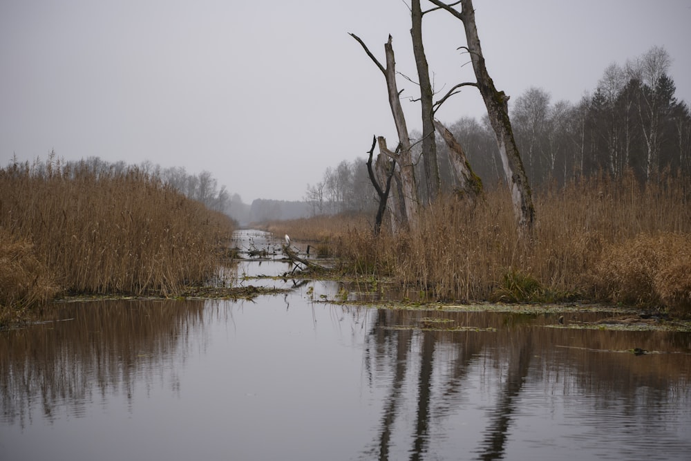 a body of water surrounded by tall grass and trees