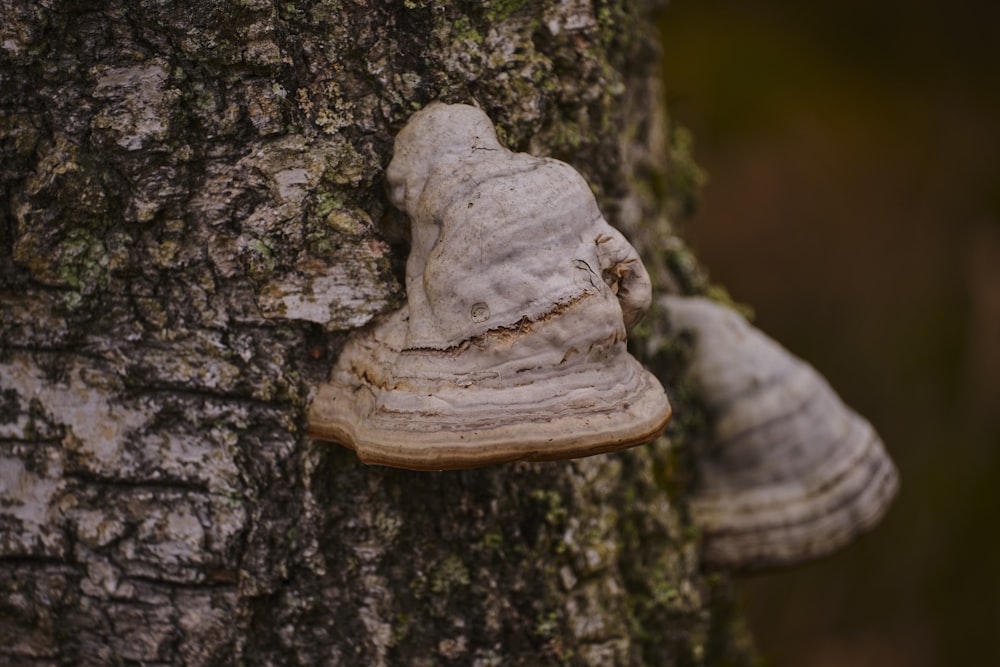 a close up of a tree with mushrooms growing on it