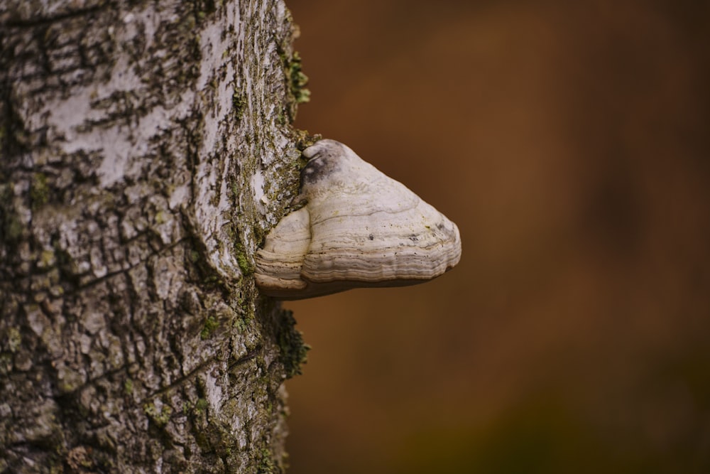 a close up of a tree with a mushroom on it