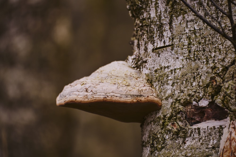 un fungo che cresce sul lato di un albero