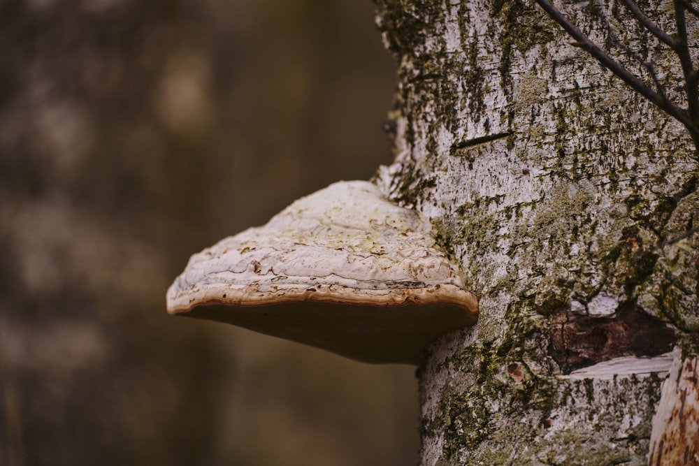 a mushroom growing on the side of a tree