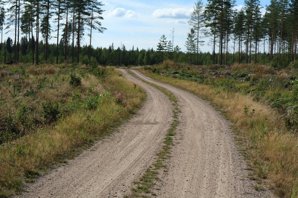 a dirt road in the middle of a forest