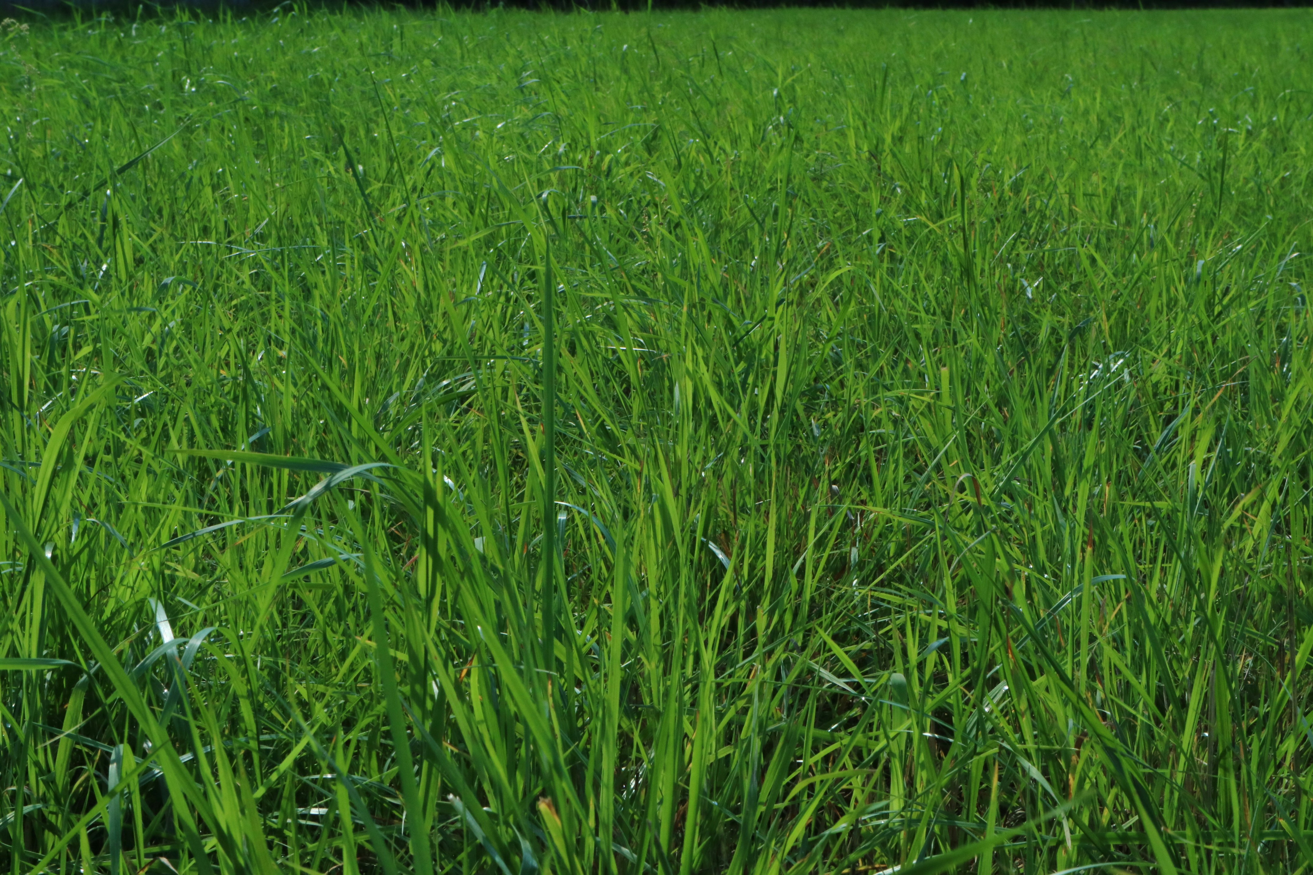 Photo by timomakelainen