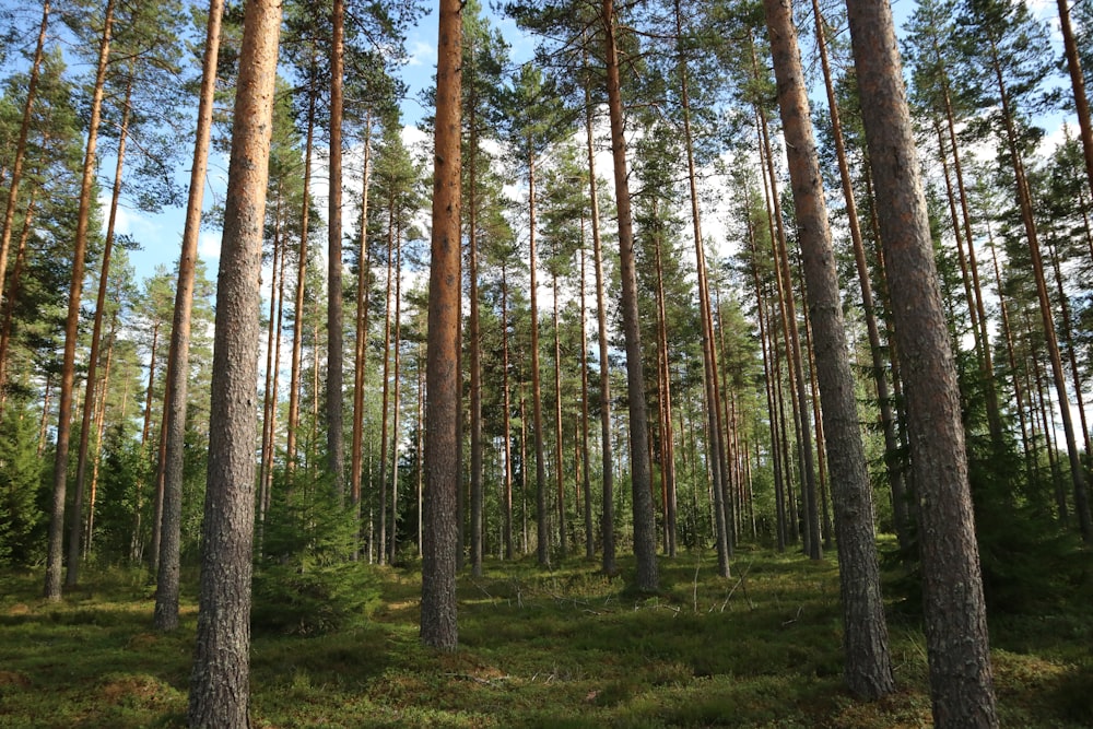 a group of tall pine trees in a forest