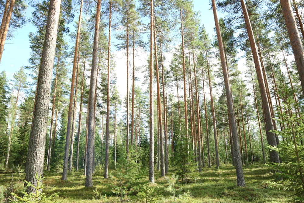 a forest filled with lots of tall trees