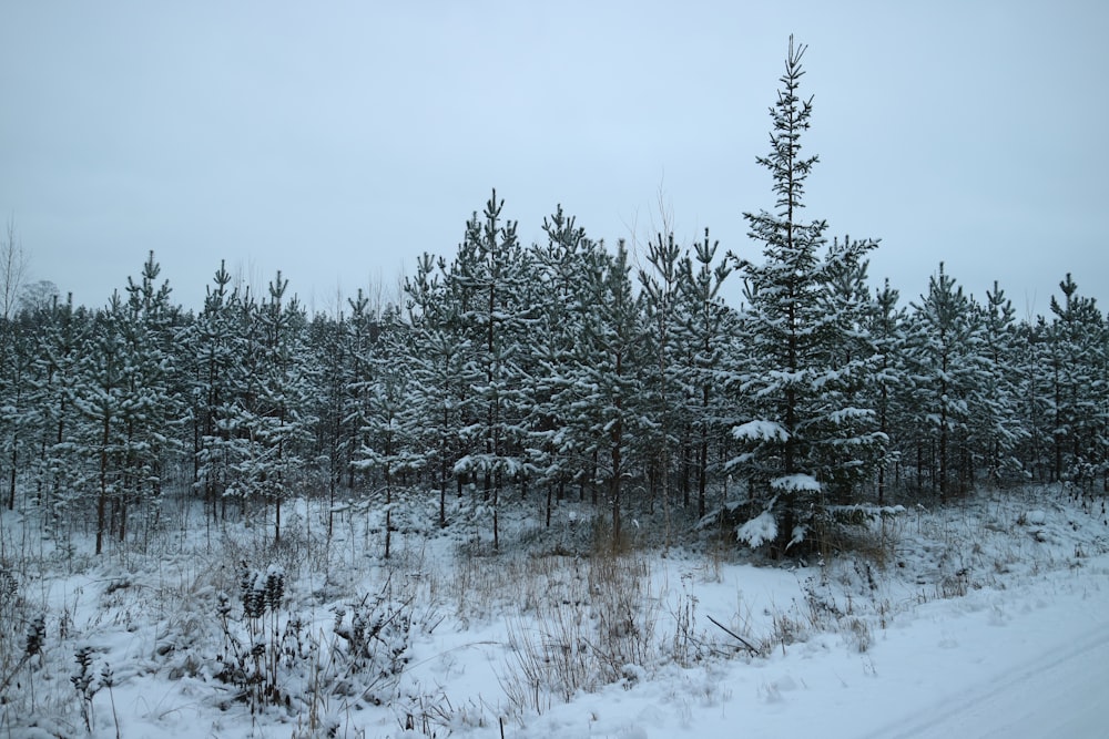 uma floresta coberta de neve cheia de muitas árvores