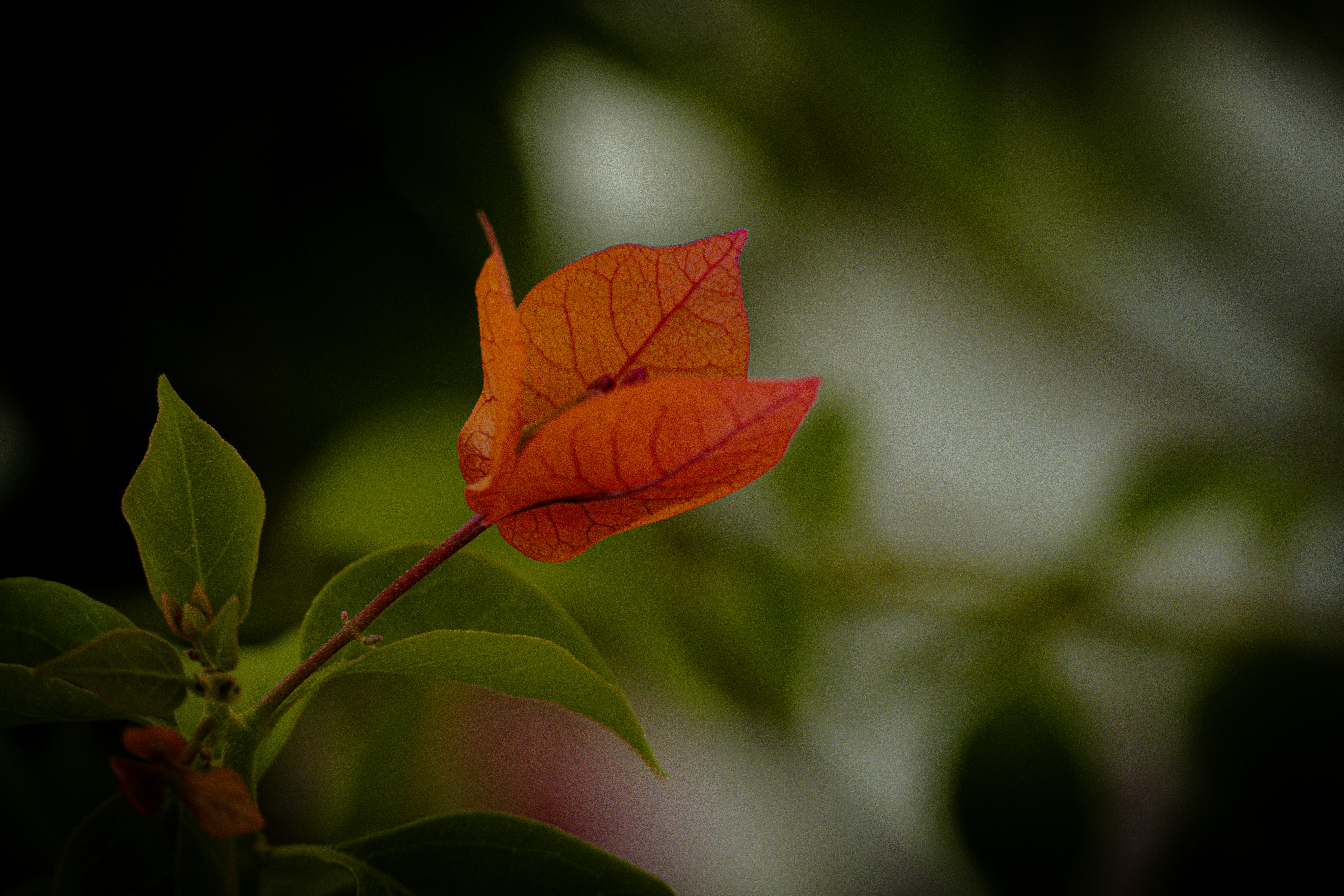 Photo by mahmood_daoud_art