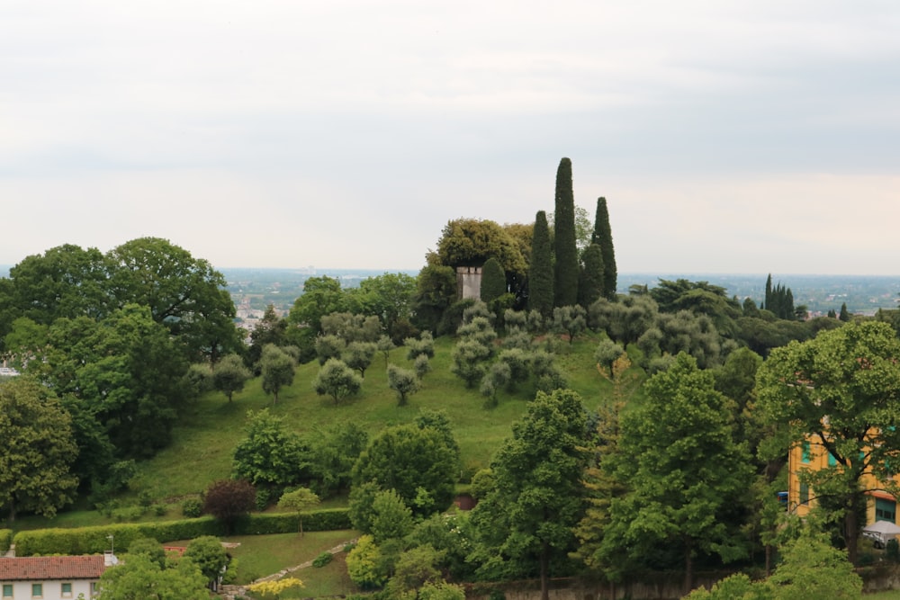 a lush green hillside covered in trees and bushes