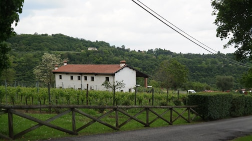 A rural scene featuring a white house with a red roof nestled among lush green vineyards. The backdrop is a dense forested hill, and the foreground includes a wooden fence lining a paved road. The sky is overcast with clouds, adding a serene and tranquil ambiance to the landscape.
