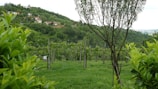 A picturesque vineyard with rows of grapevines situated on a lush hillside. The foreground features a small tree and vibrant green foliage, while the background reveals several houses nestled among dense trees on a hillside.