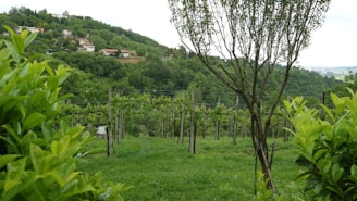 A picturesque vineyard landscape in Jacutinga, MG.