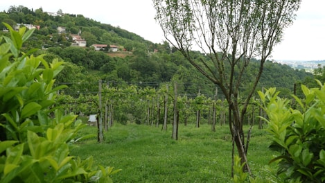 A picturesque vineyard in Dalmatia.