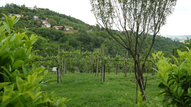 A picturesque vineyard with rows of grapevines situated on a lush hillside. The foreground features a small tree and vibrant green foliage, while the background reveals several houses nestled among dense trees on a hillside.