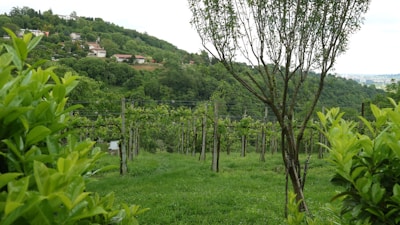 A picturesque vineyard with rows of grapevines situated on a lush hillside. The foreground features a small tree and vibrant green foliage, while the background reveals several houses nestled among dense trees on a hillside.