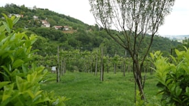 A picturesque vineyard with rows of grapevines situated on a lush hillside. The foreground features a small tree and vibrant green foliage, while the background reveals several houses nestled among dense trees on a hillside.