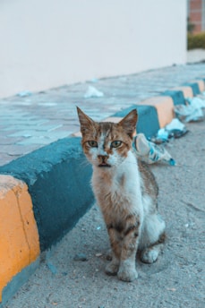 A scruffy cat with a mixture of brown and white fur sits on a dusty pavement. The backdrop includes a curb painted with orange and black stripes and scattered litter around the area, giving a sense of neglect.