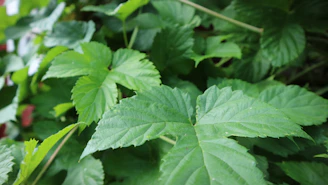 Close-up of fresh green leaves symbolizing natural vitamins