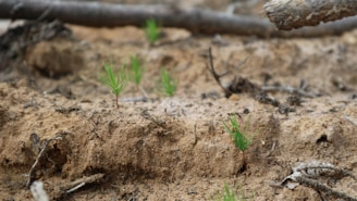 Small green sprouts emerging from dry, sandy soil with scattered sticks and twigs. The earth appears rough and barren, with a few signs of new growth indicating possible regeneration.