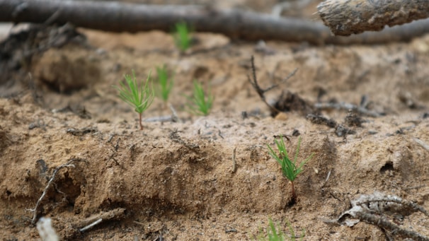 Small green sprouts emerging from dry, sandy soil with scattered sticks and twigs. The earth appears rough and barren, with a few signs of new growth indicating possible regeneration.