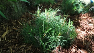 A serene corner of a yard featuring natural greens and earth-tone mulch freshly laid around a tree.