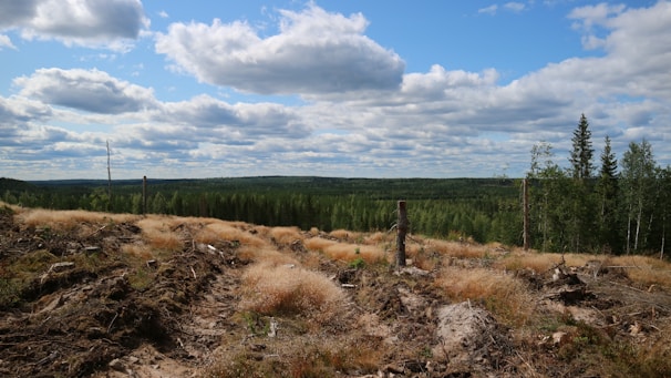 A vast landscape of a forest with a clear blue sky and scattered clouds. The foreground shows bare, earthy ground with small patches of dry grass and signs of deforestation, like cut tree stumps. In the background, a thick expanse of evergreen trees stretches towards the horizon under the expansive sky.