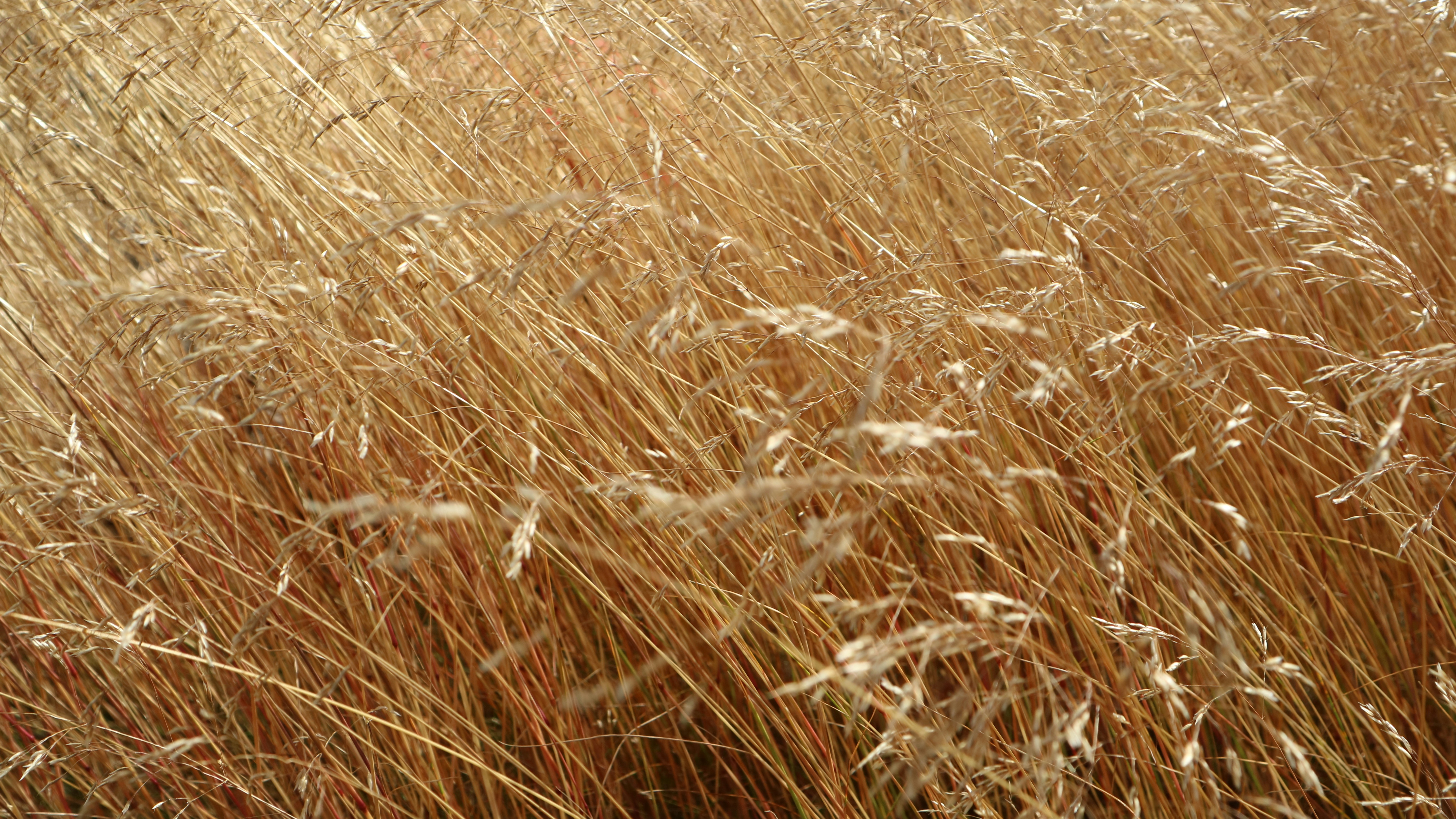 Un primer plano de un campo de hierba alta