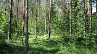 A serene Indonesian rainforest with sunlight filtering through dense green canopy, highlighting diverse plant life.
