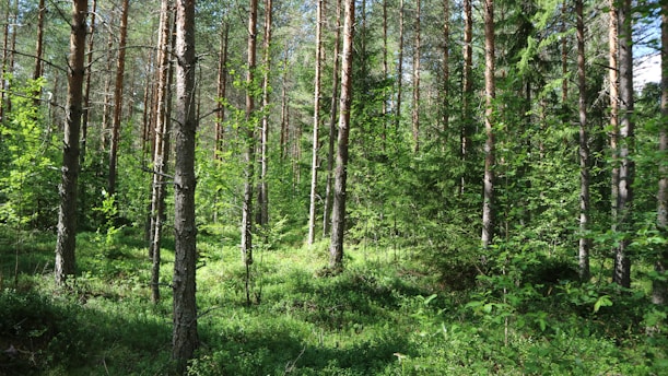 A serene Amazonian forest with sunlight filtering through dense green leaves.