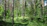 A serene tropical forest landscape with sunlight filtering through dense green canopy.